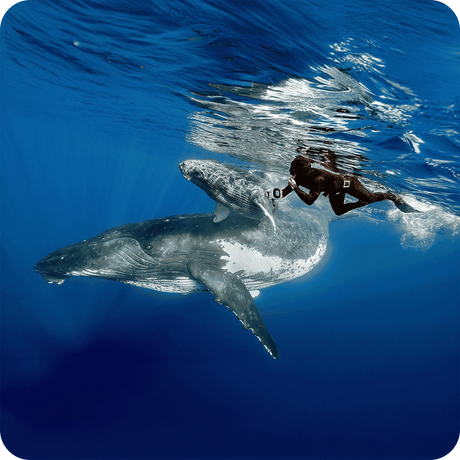 Unterwassergehäuse / Kameras