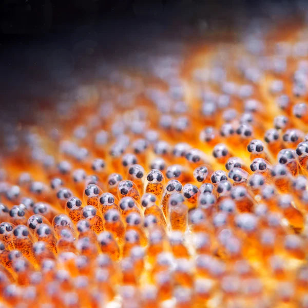 Divevolk SeaTouch 4 Macro Lens +8